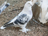 Çakmaklı Güvercin Türleri ve Özellikleri