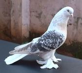 En İyi Güvercinler Hangileridir?