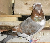 Oynak Güvercin Türleri ve Özellikleri