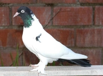 Şeş Güvercin Türleri ve Özellikleri