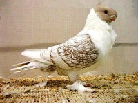 Süs Güvercinleri Türleri ve Özellikleri