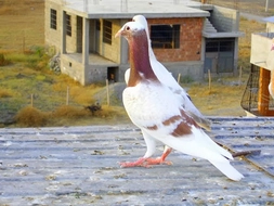 Balina Güvercin Türleri ve Özellikleri