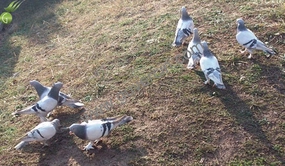 Bozlak Güvercin Türleri ve Özellikleri