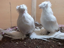 Buhara Güvercin Türleri ve Özellikleri