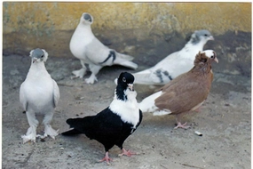 Güvercin Beslemek Günah mı?