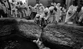 Güvercin Curnatası Nelerdir?