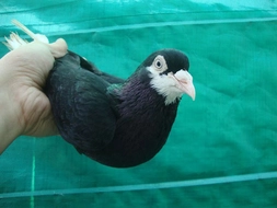 Güvercin Kaç Yıl Yaşar?