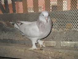 Mermeri Güvercin Türleri ve Özellikleri