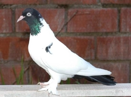 Şeş Güvercin Türleri ve Özellikleri