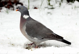 Yabani Güvercin Türleri ve Özellikleri