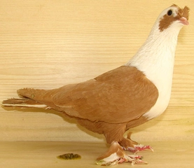 Panda Güvercin Türleri ve Özellikleri