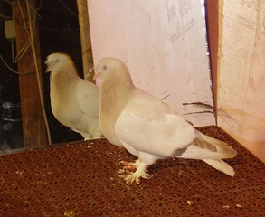 Sarı Güvercin Türleri ve Özellikleri