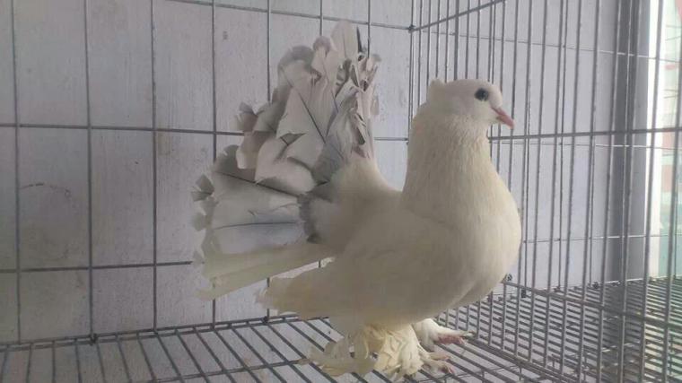 Gümüş Kuyruk Güvercin Türleri ve Özellikleri