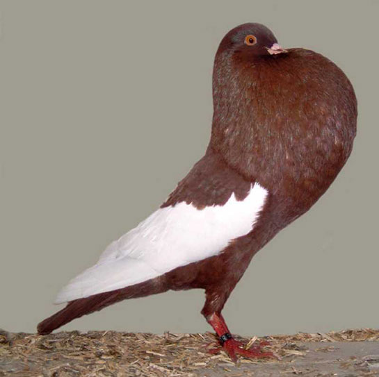 Kahverengi Güvercin